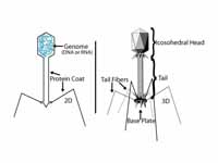 Diagram of bacteriophage structure