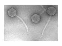 Lambda phage