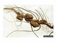 The large growths on these roots are ...