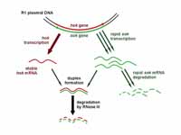 The mechanism of the hok/sok system i...