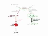 The mechanism of the hok/sok system a...