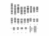 The human karyotype