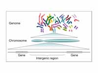 The human genome is composed of 23 pa...