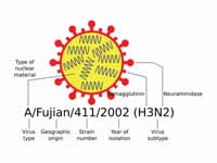 Diagram of influenza nomenclature