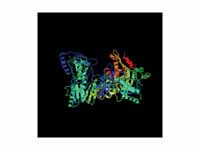 3D model of HIV reverse transcriptase