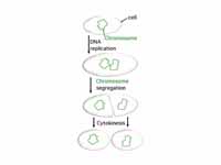 Binary fission