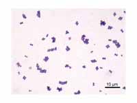 Staphylococcus bacteria
