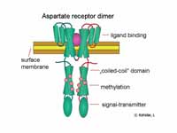 Aspartate receptor important for chem...
