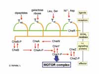 Receptor regulation in chemotaxis