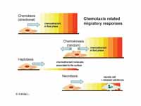 Chemotaxis related migratory responses