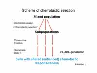 Scheme of chemotactic selection