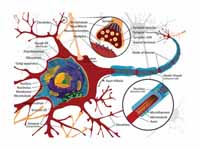 Complete neuron cell diagram. 