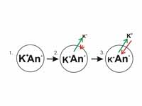 How the movement of potassium ions do...