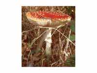 Amanita muscaria from which muscarine...