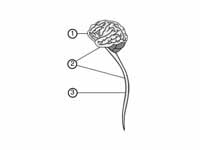 A diagram showing the CNS:  -  1. Bra...