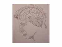 A sketch of the human brain by artist...
