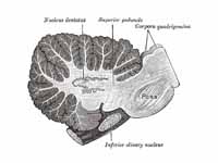 Sagittal section through right cerebe...