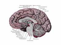 Median sagittal section of brain.