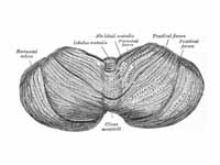 Upper surface of the cerebellum.