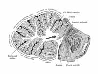 Sagittal section of the cerebellum, n...