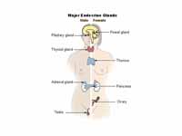 Major endocrine glands