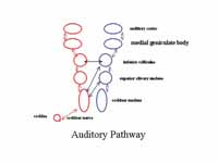 Auditory pathway