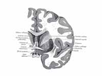 Coronal section of brain through ante...