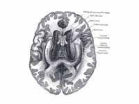 The fornix and corpus callosum from b...