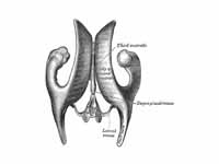 Drawing of a cast of the ventricular ...