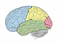 The lobes of the cerebral cortex incl...