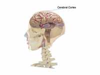 Location of the cerebral cortex