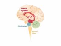 The limbic system within the brain.