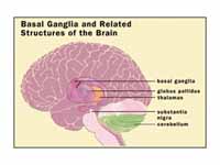 Basal ganglia and related structures ...
