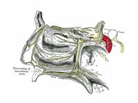 The pterygopalatine ganglion and its ...