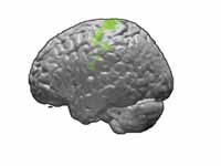 Brodmann area 4 of human brain.