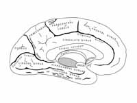 Medial surface of left cerebral hemis...