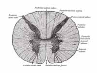 Cross-section through the spinal cord...