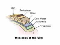 Meninges of the CNS