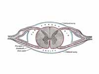 Diagrammatic transverse section of th...