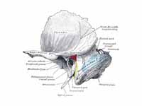 Left temporal bone showing surface ma...