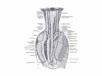 Showing vagus nerve - The position an...