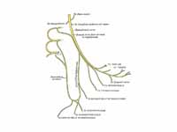 Plan of hypoglossal nerve