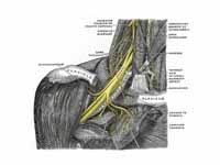 The right brachial plexus with its sh...