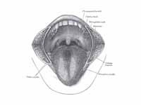 The mouth cavity. The cheeks have bee...