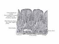 Vertical section of papilla foliata o...