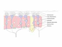Olfactory receptor neuron
