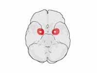 Amygdala location in each hemisphere ...