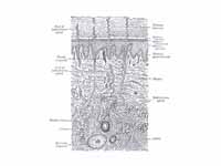 Diagrammatic sectional view of the sk...