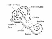 Labyrinth (inner ear)