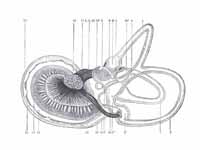 1. Lateral semicircular canal; 1’, it...